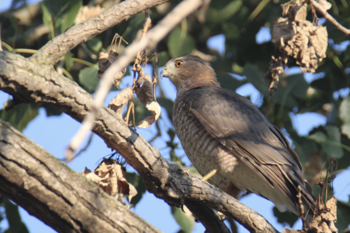 Cooper's Hawk - ML608639130