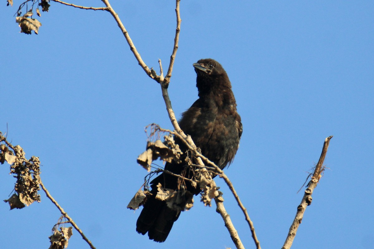 American Crow - ML608639150