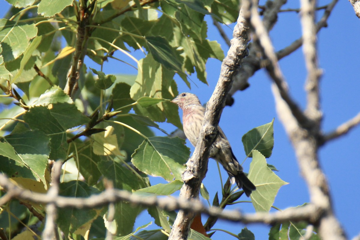 House Finch - ML608639171