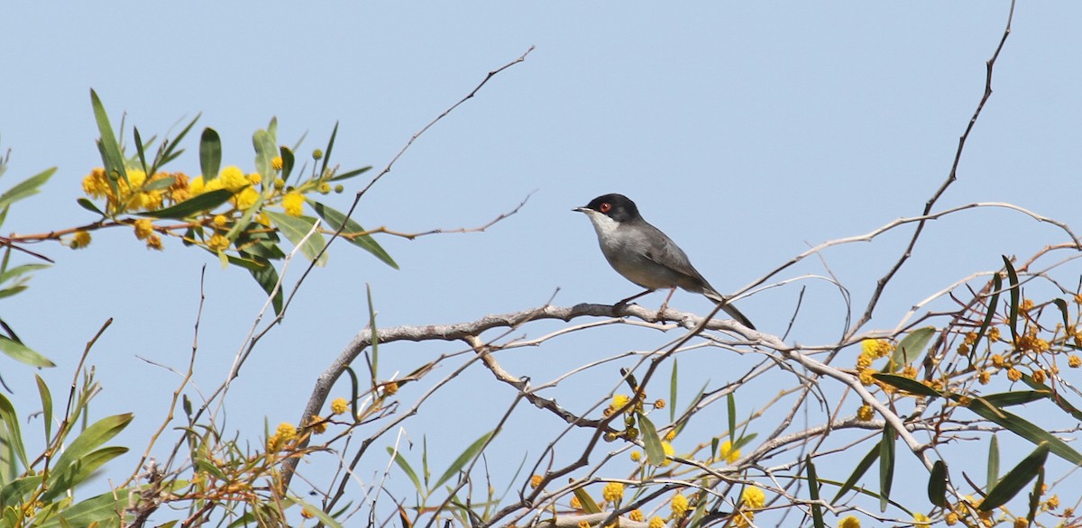 Sardinian Warbler - Jonathan Farooqi