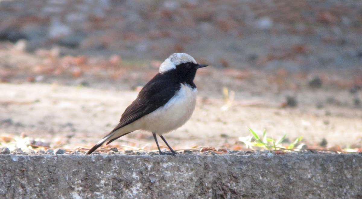 Cyprus Wheatear - Jonathan Farooqi