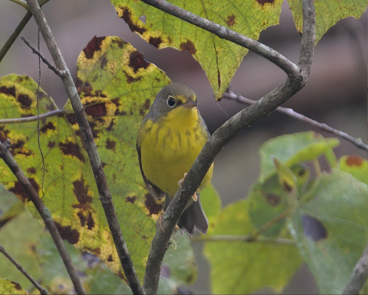 Canada Warbler - ML608639341