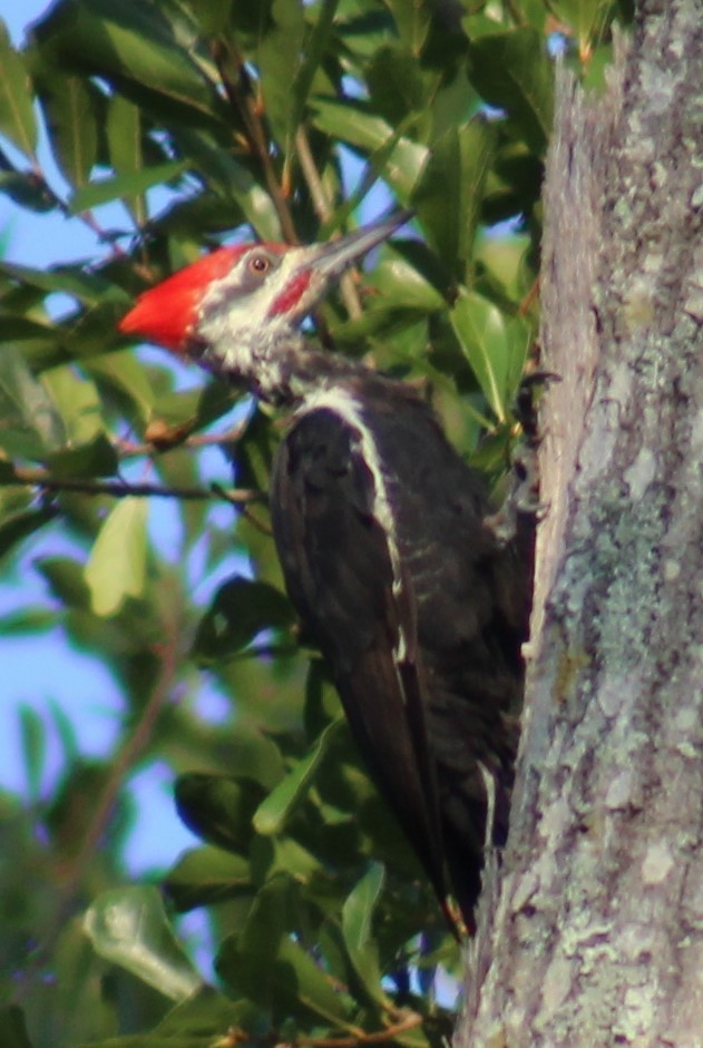Pileated Woodpecker - ML608639359