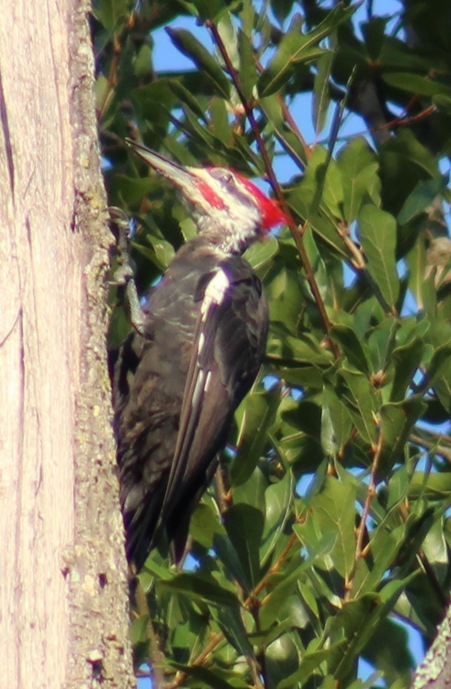 Pileated Woodpecker - ML608639360