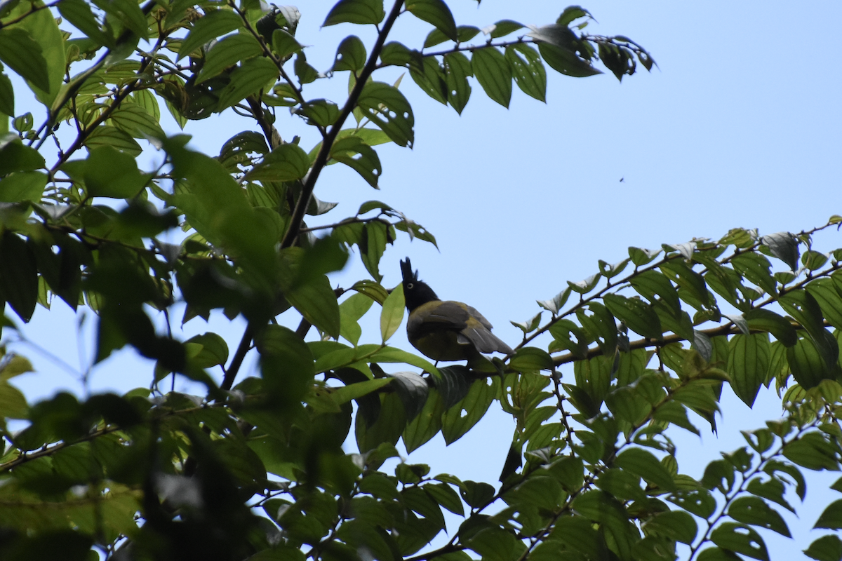 Bulbul à huppe noire - ML608639392