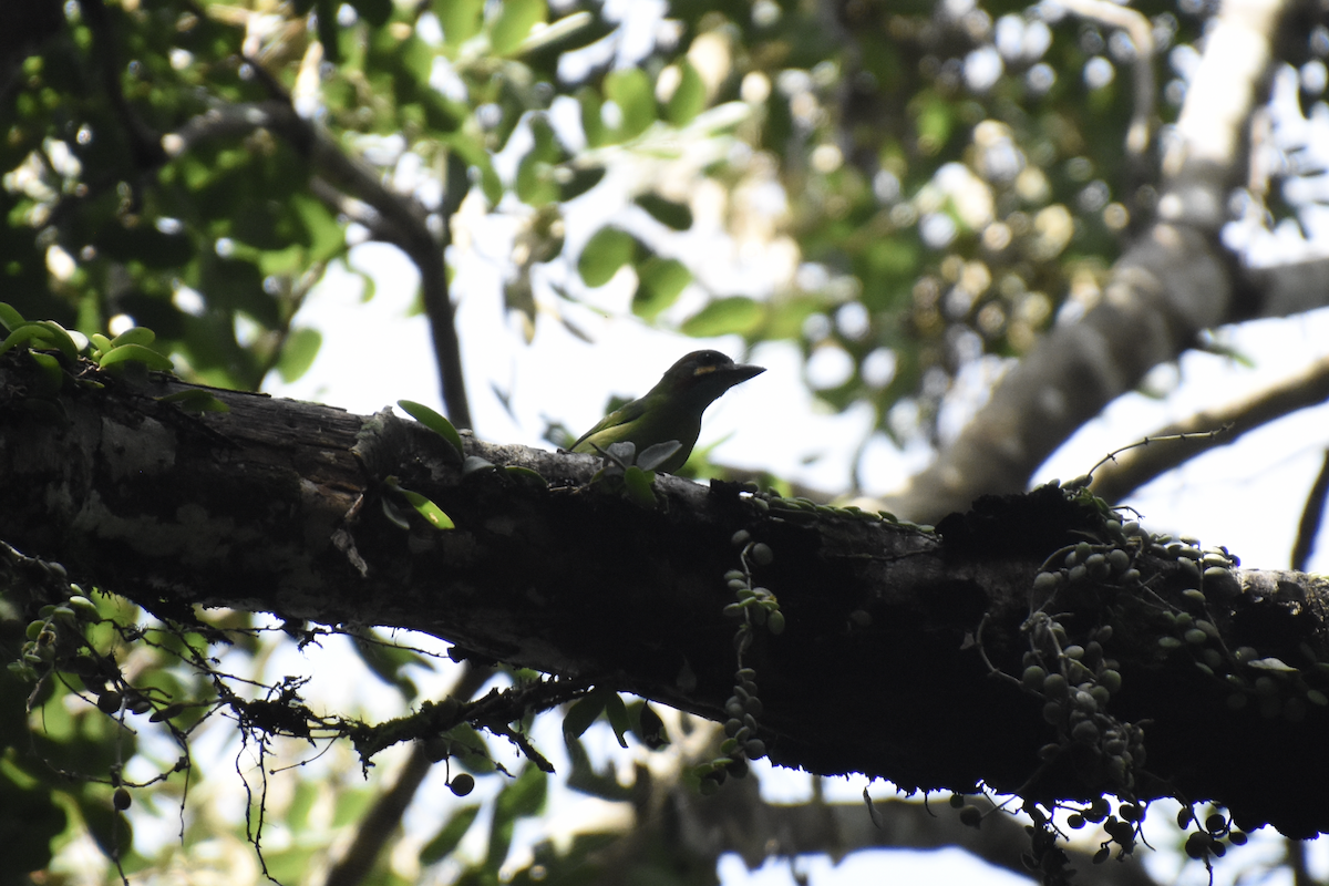 Blue-eared Barbet - ML608639399