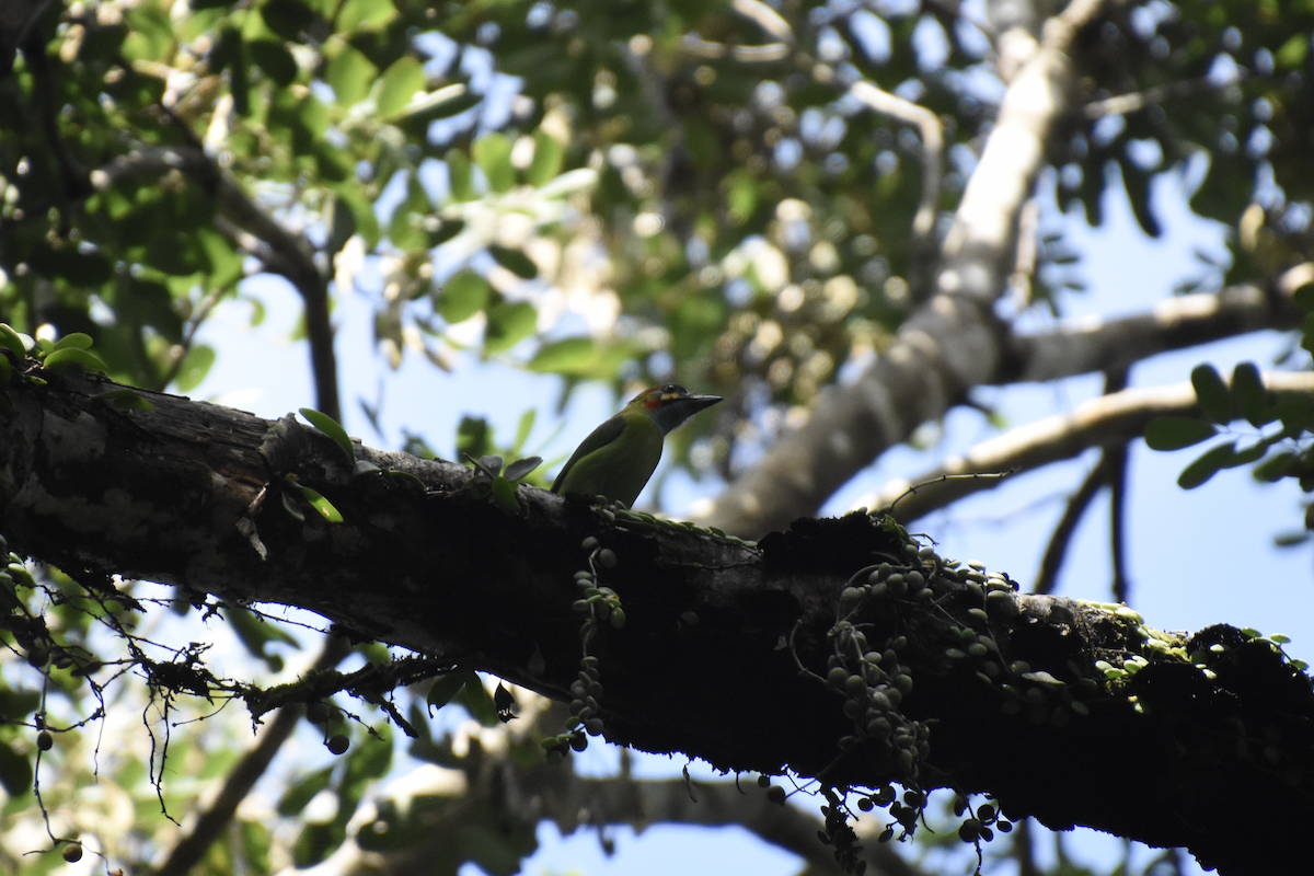 Blue-eared Barbet - Adolfo Castro