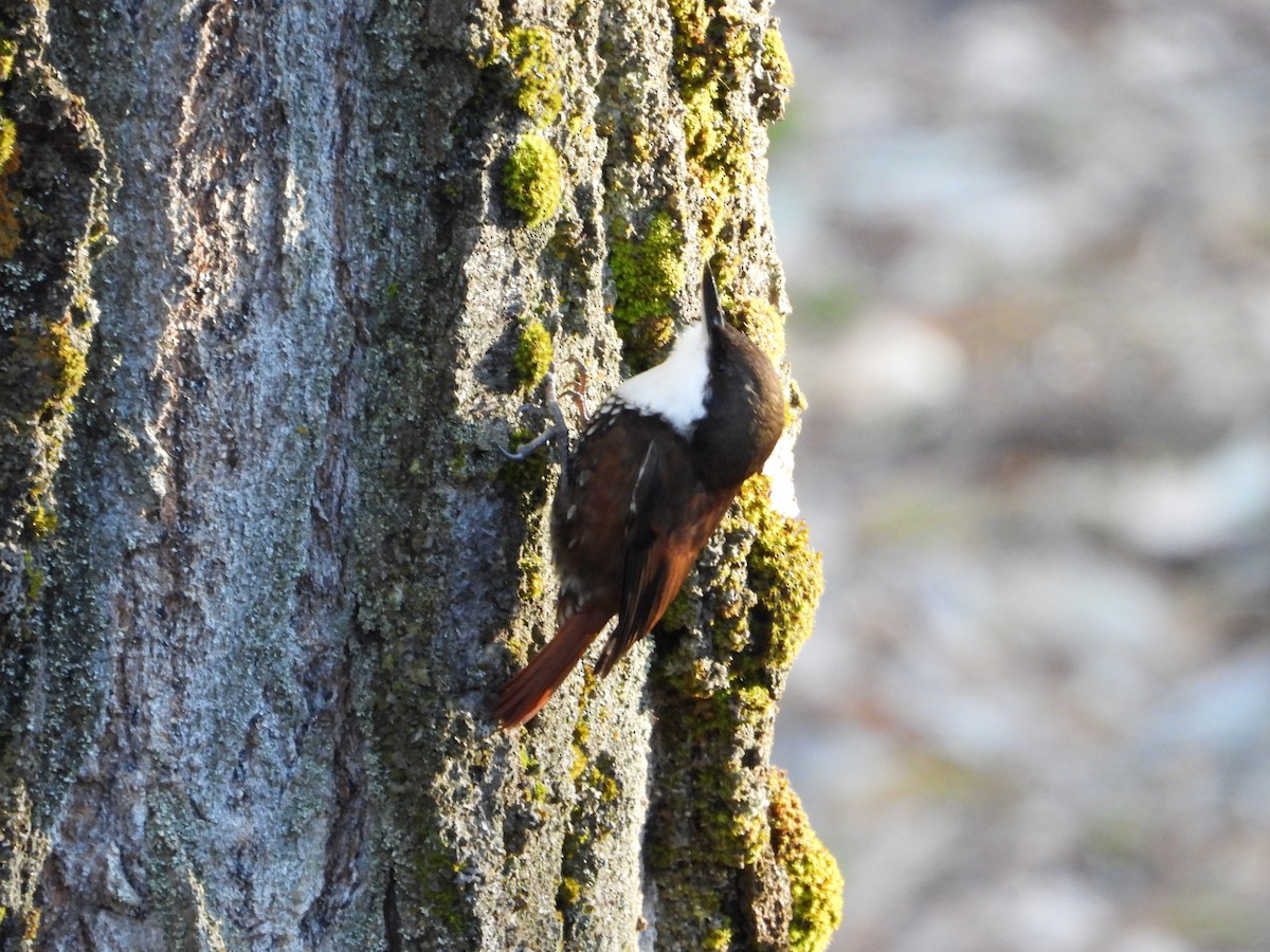 White-throated Treerunner - ML608639432