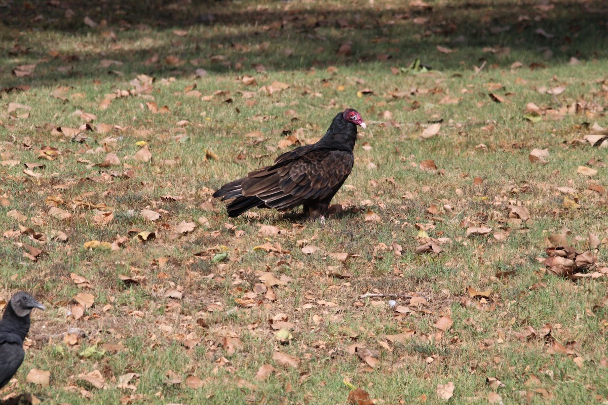 Turkey Vulture - ML608639518