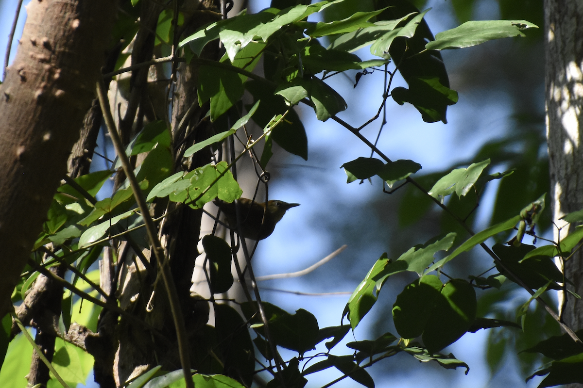 Pin-striped Tit-Babbler - ML608639566