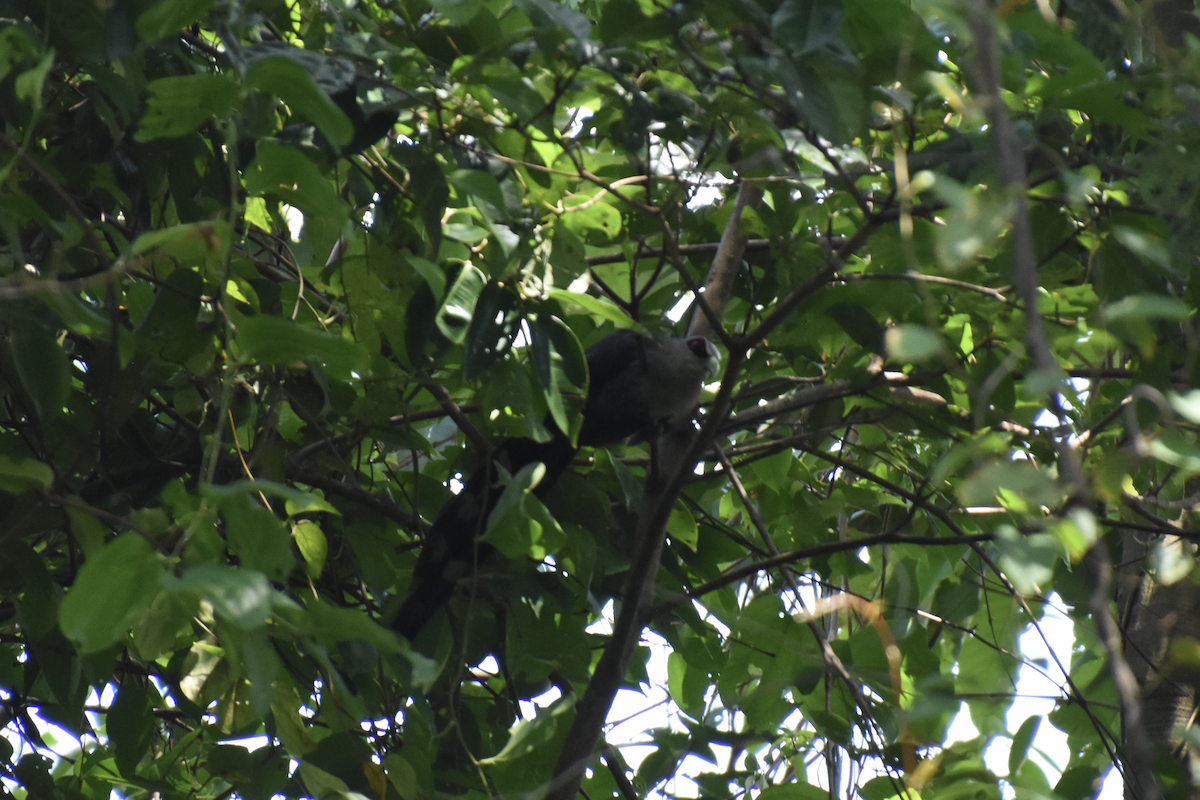 Green-billed Malkoha - ML608639569