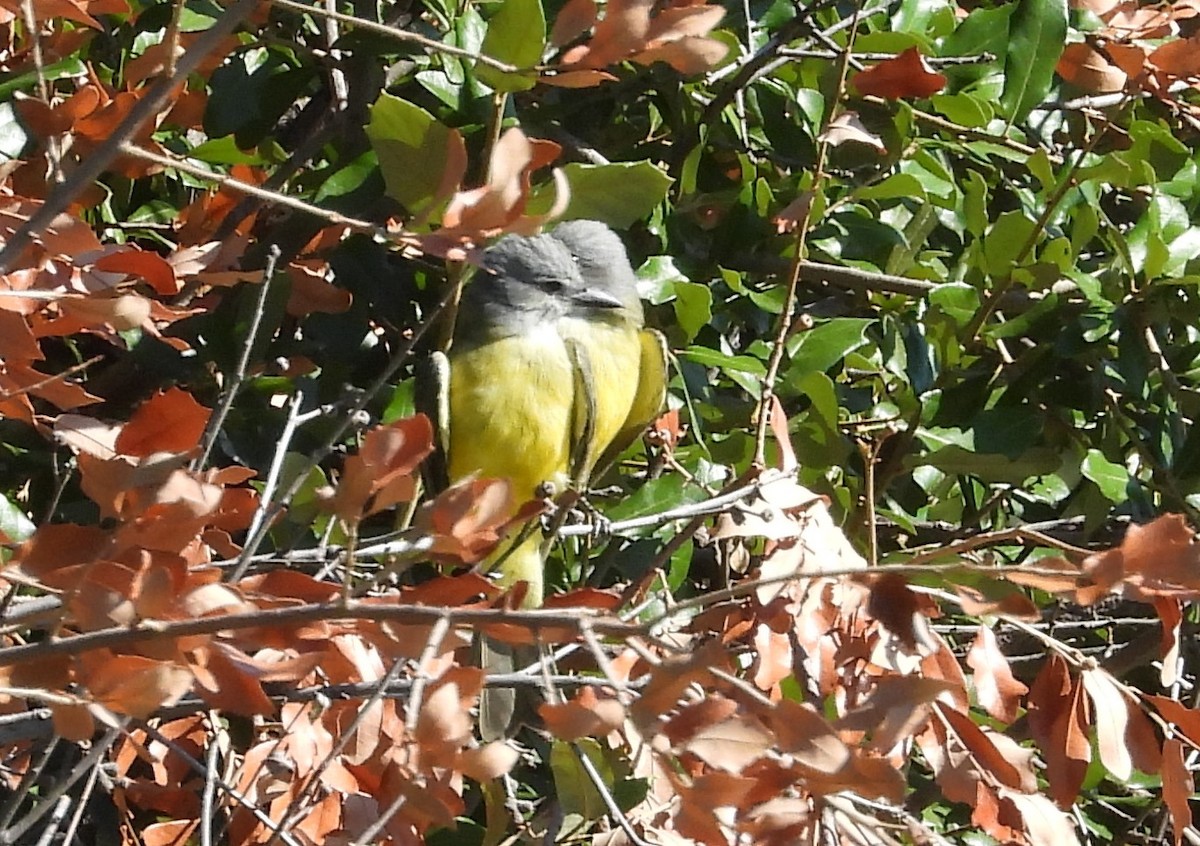 Couch's Kingbird - Chris Davis