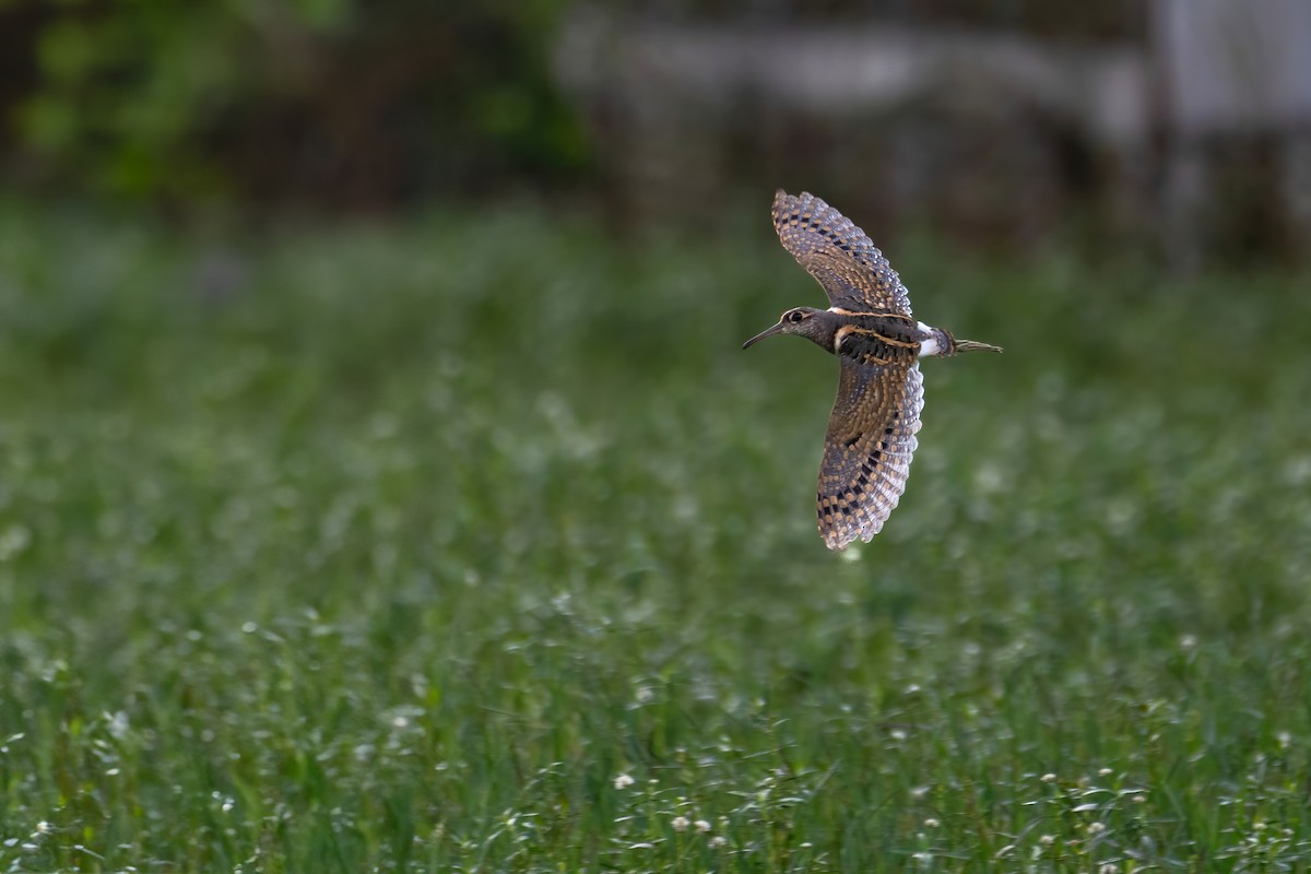 Greater Painted-Snipe - Deepak Budhathoki 🦉