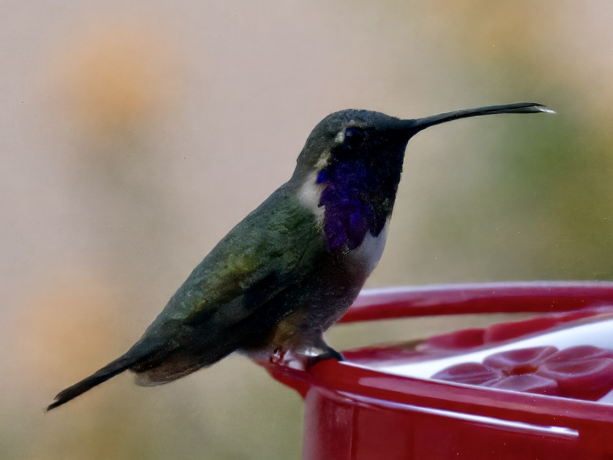 Lucifer Hummingbird - ML608639718