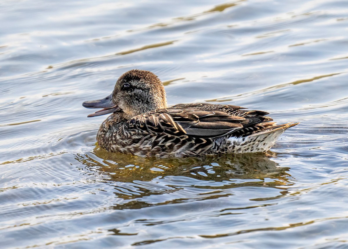 Green-winged Teal (American) - Trent Watts