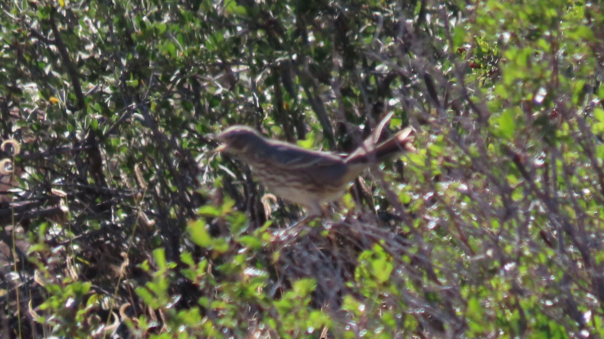 Sage Thrasher - ML608639740