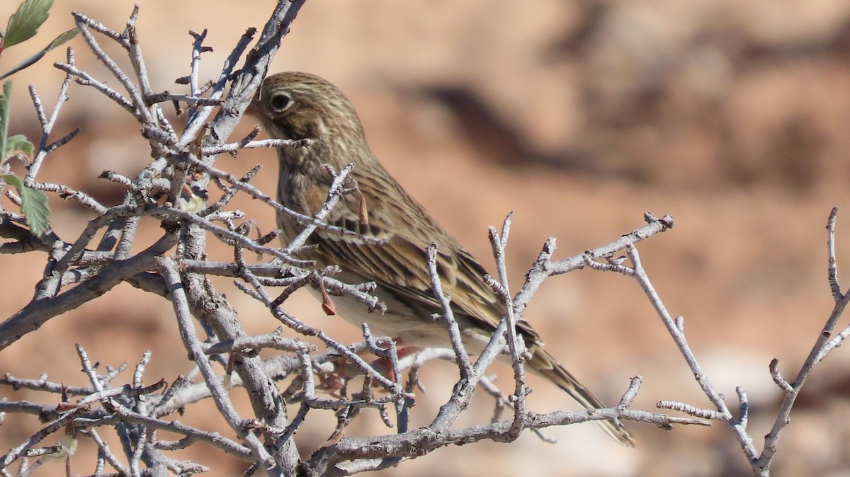 Vesper Sparrow - ML608639755