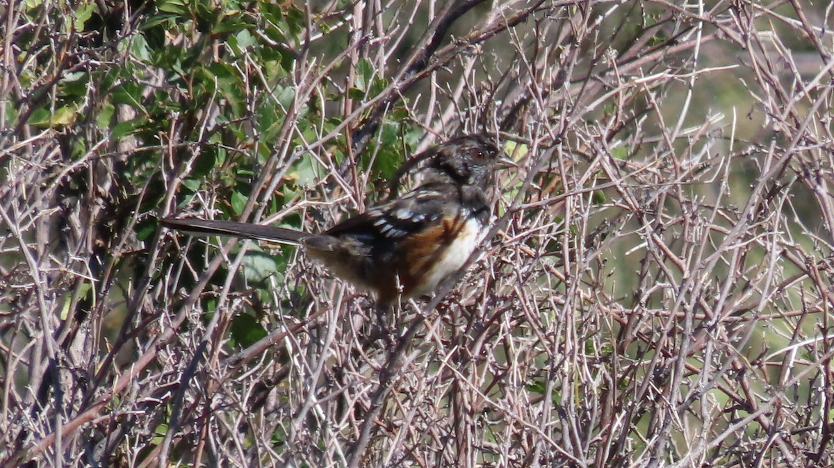 Spotted Towhee - Buck Lee