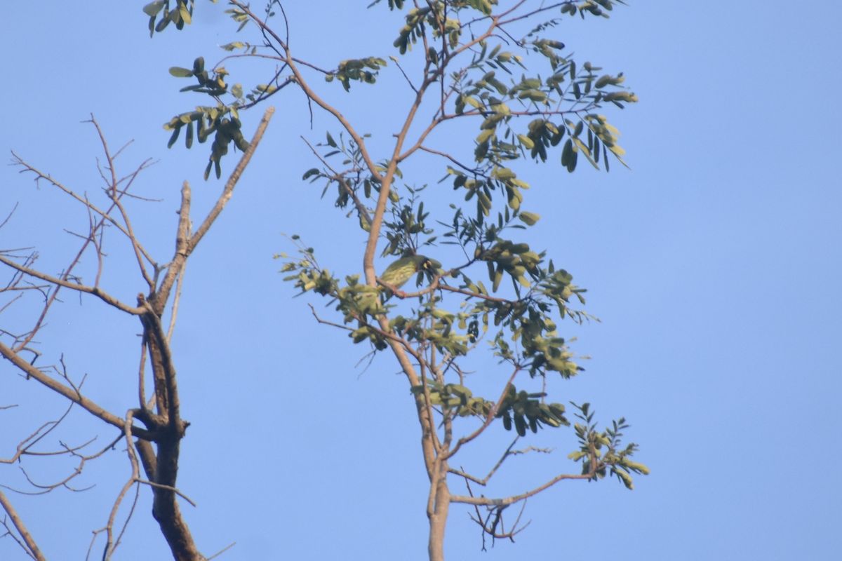 Coppersmith Barbet - ML608639766