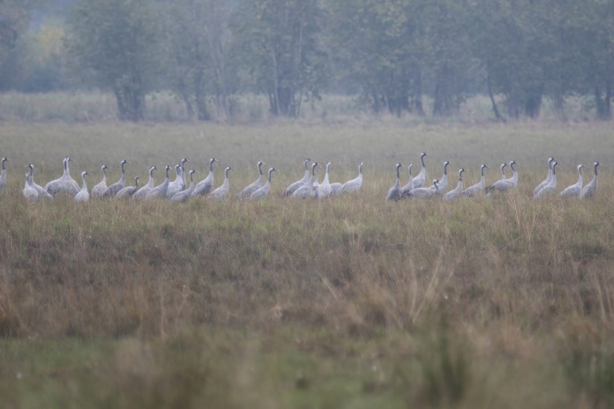 Common Crane - ML608639795