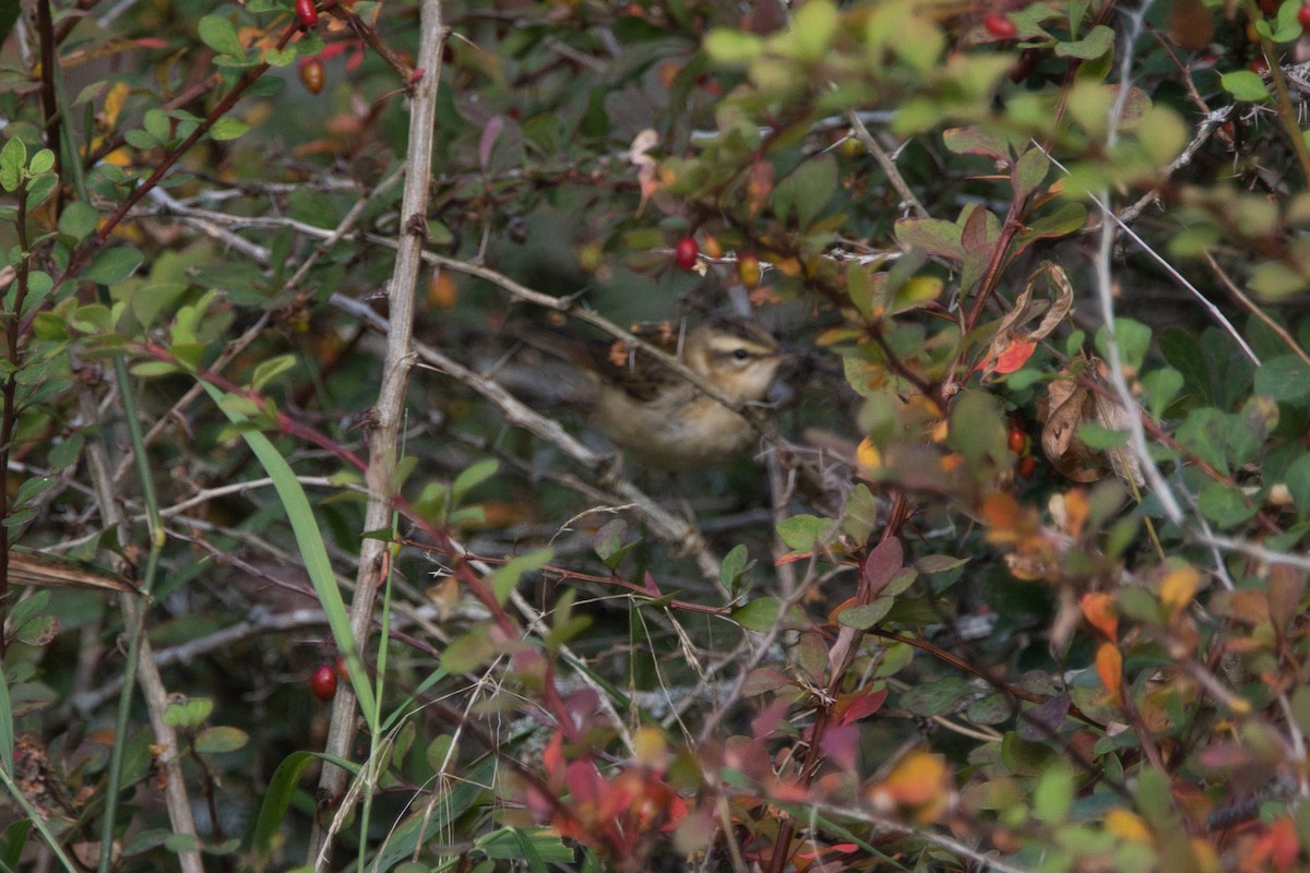 Sedge Warbler - ML608639805