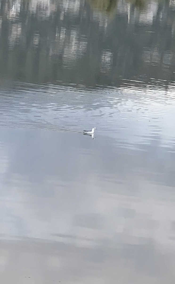 Phalarope à bec étroit - ML608639808