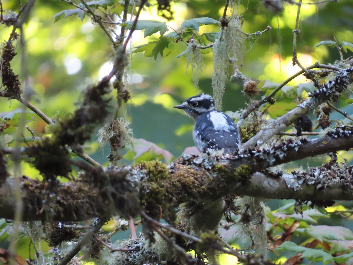 Downy Woodpecker - ML608639833