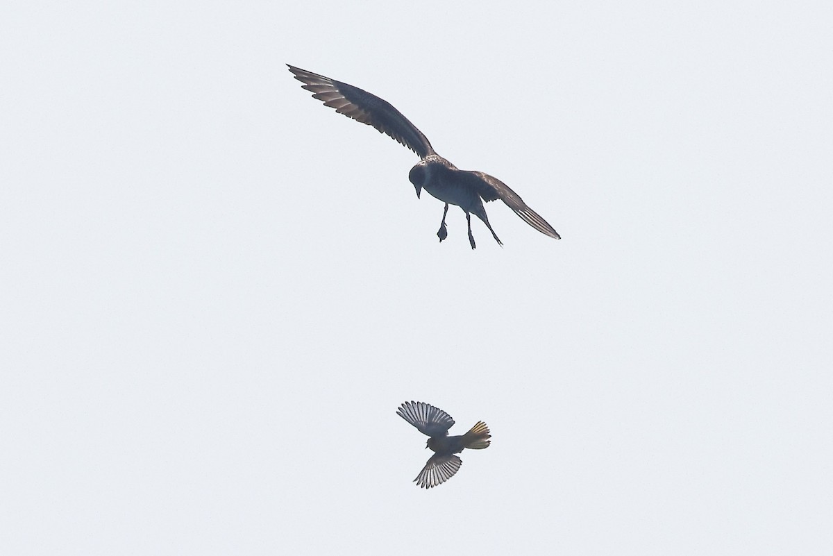 Parasitic Jaeger - Sam Zhang