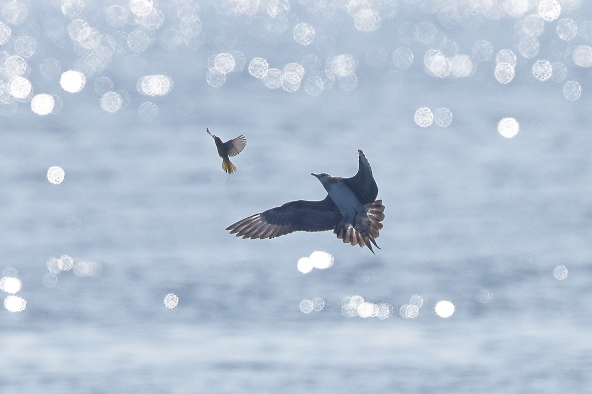 Parasitic Jaeger - Sam Zhang