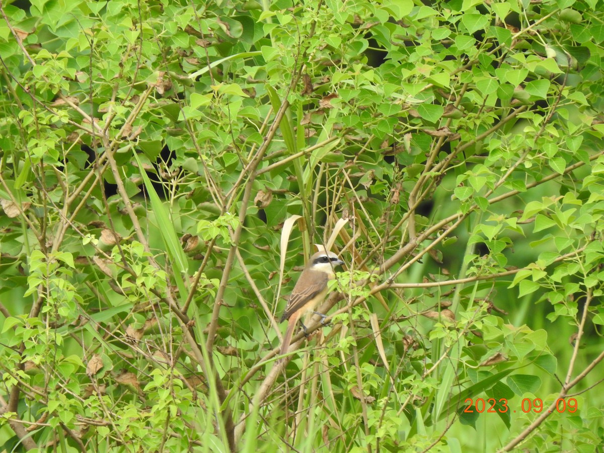 Brown Shrike - 撥鼠 土