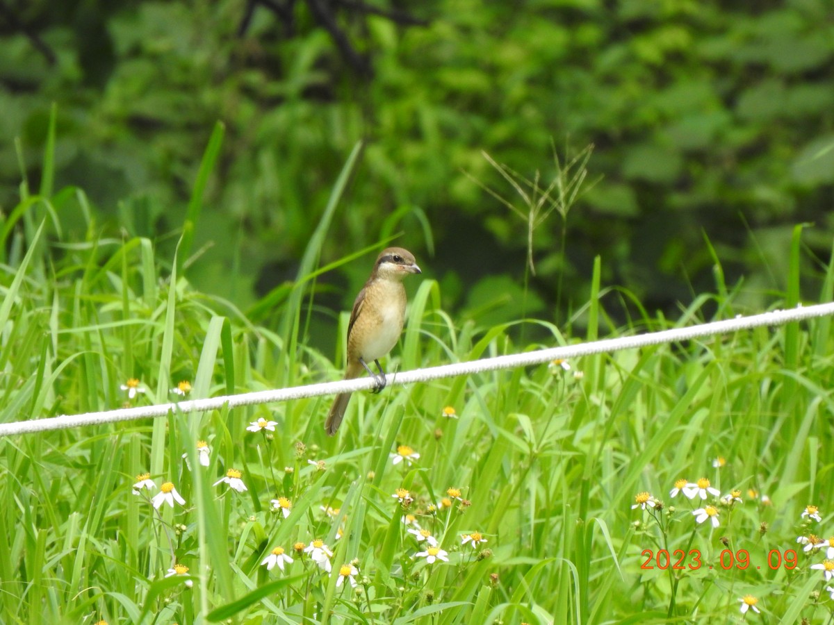 Brown Shrike - ML608639861