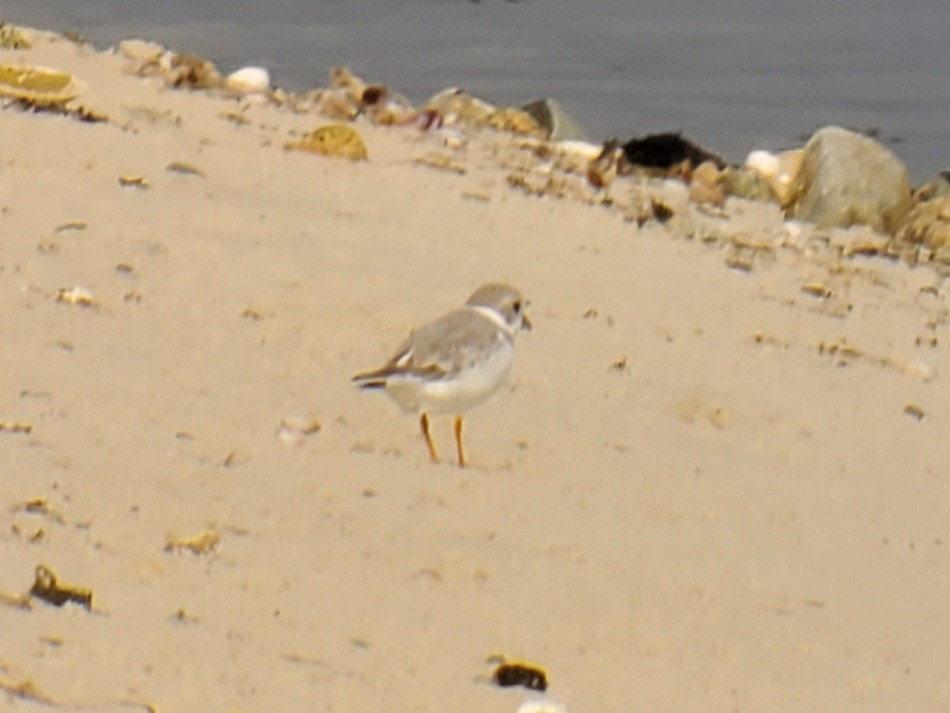 Piping Plover - Luanne Johnson