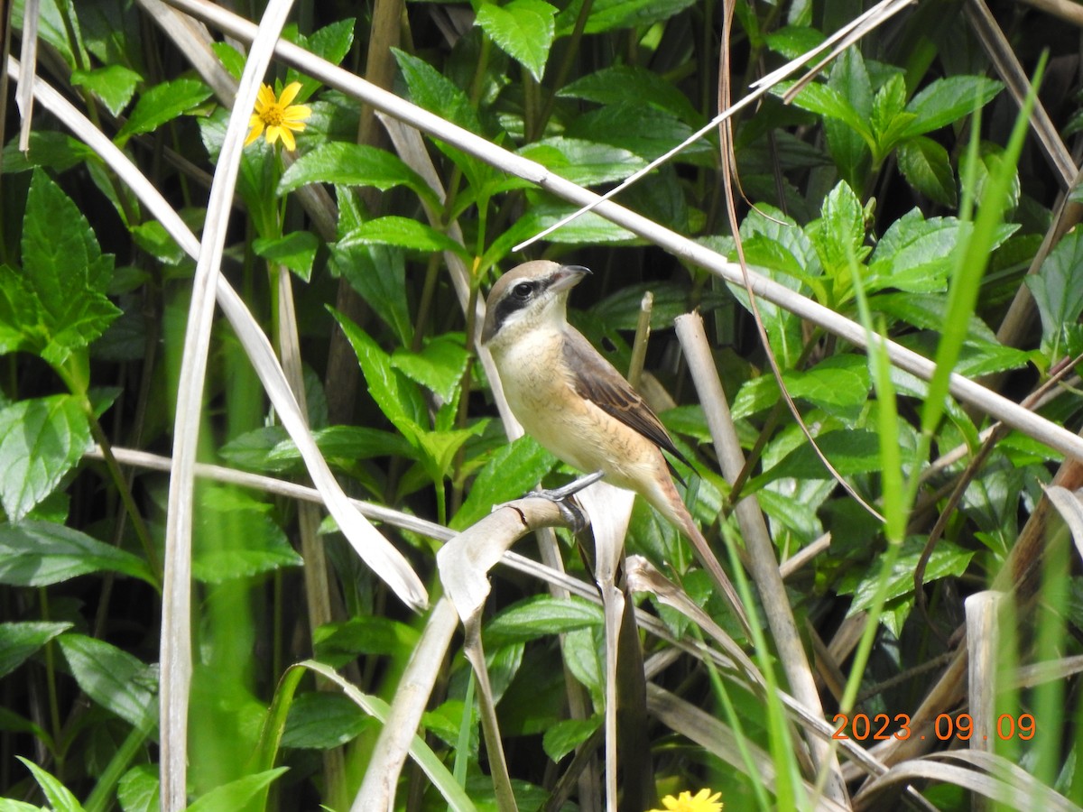 Brown Shrike - ML608639875