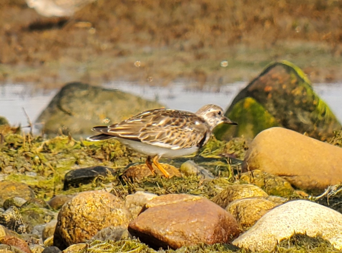 Ruddy Turnstone - Luanne Johnson