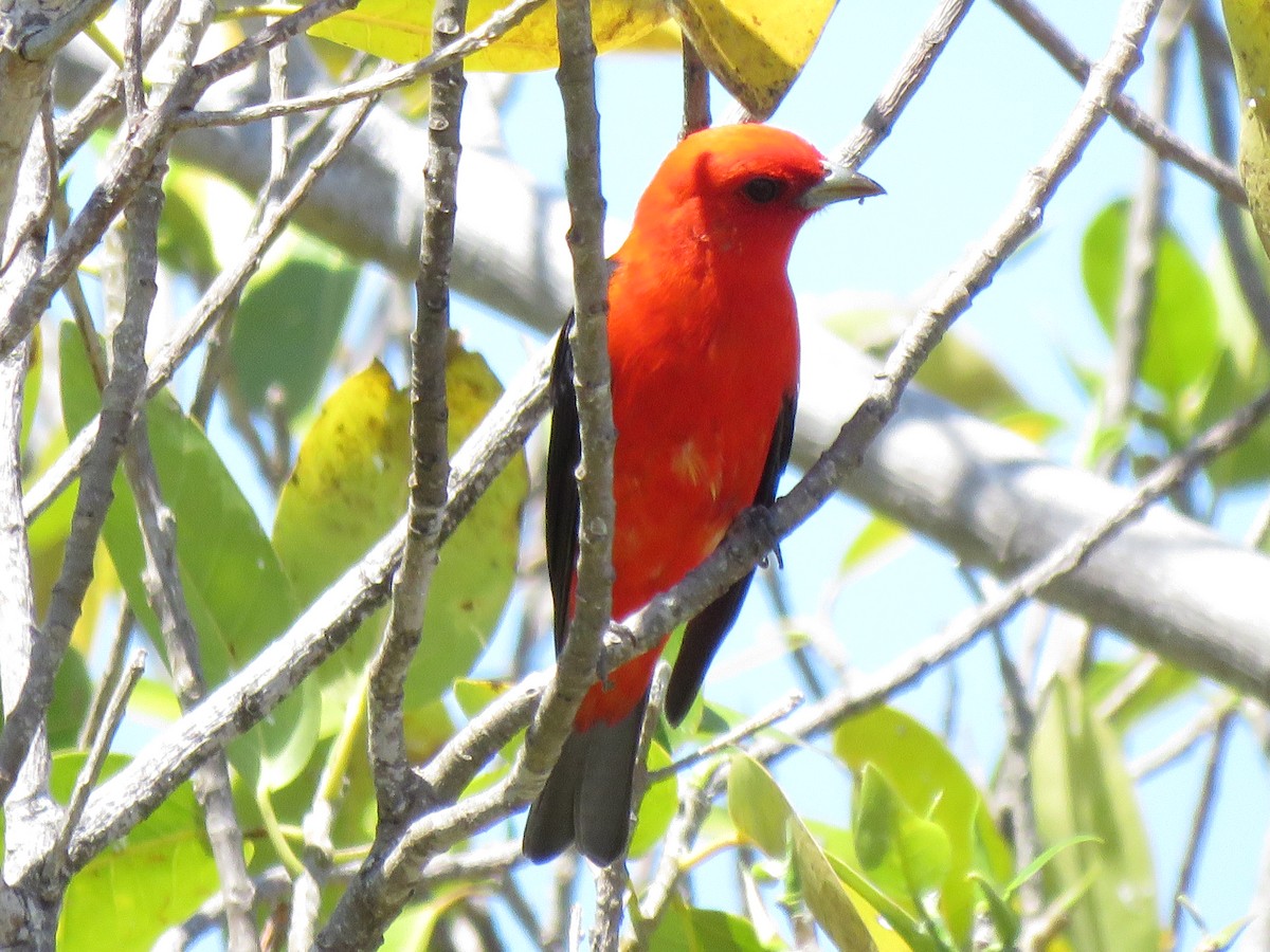 Scarlet Tanager - ML608639977