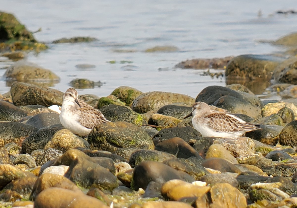 Semipalmated Sandpiper - Luanne Johnson