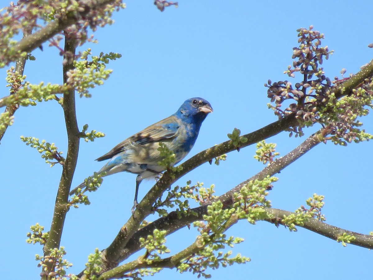 Indigo Bunting - ML608639985