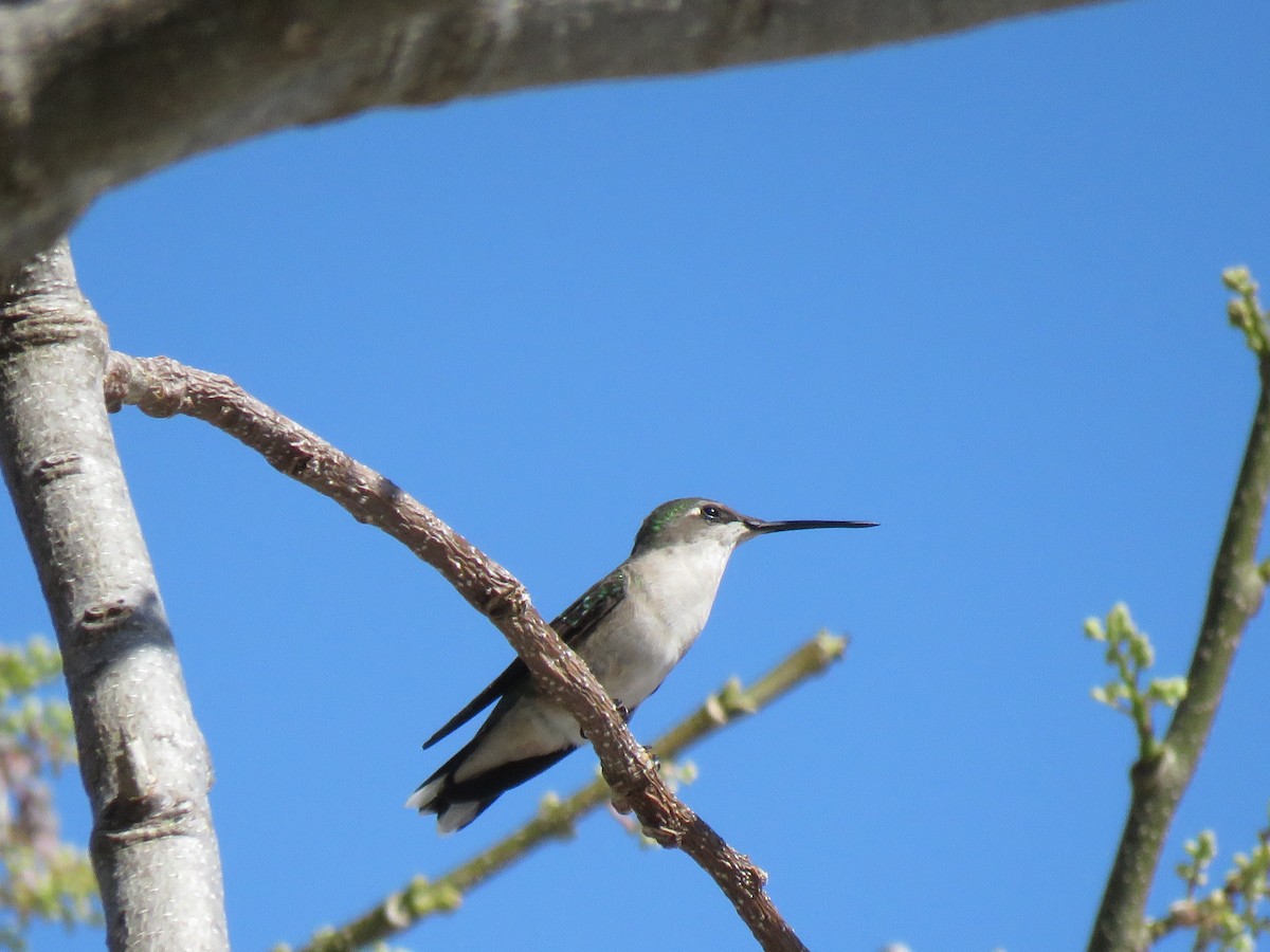 Ruby-throated Hummingbird - ML608640026