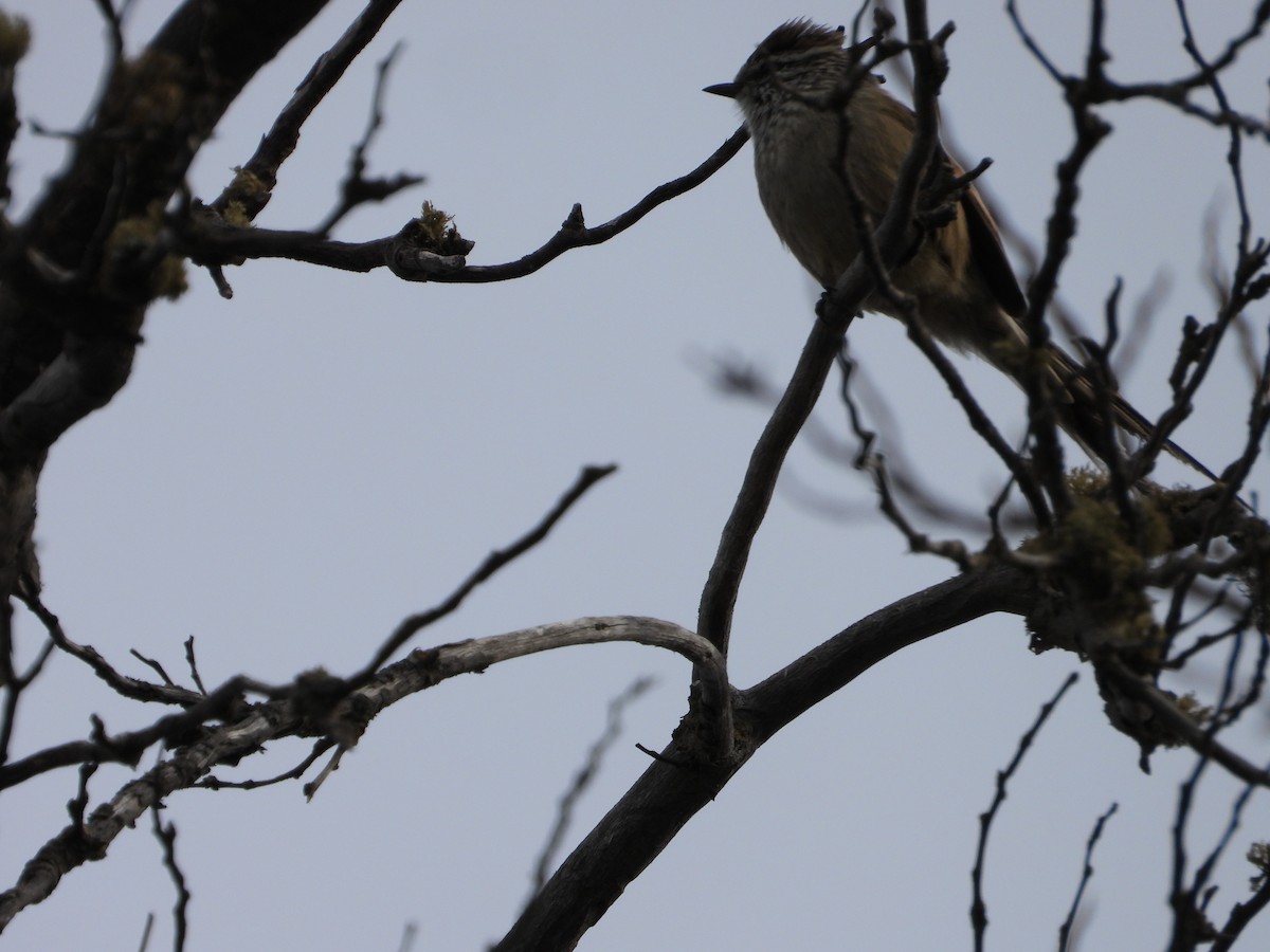 Plain-mantled Tit-Spinetail - ML608640036