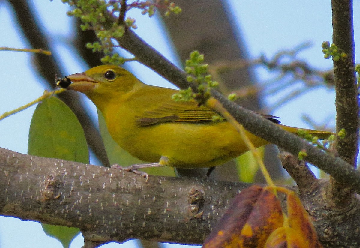 Summer Tanager - ML608640067