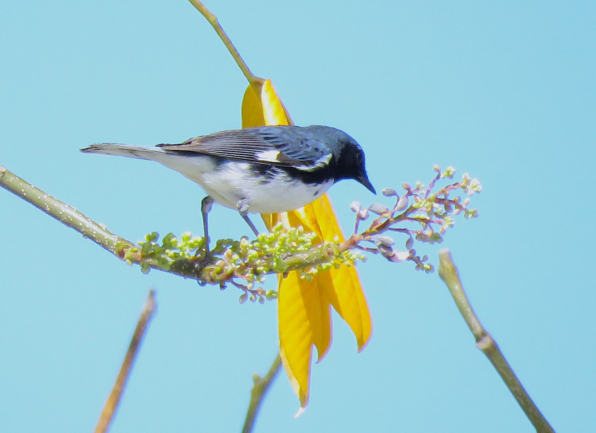 Black-throated Blue Warbler - ML608640111