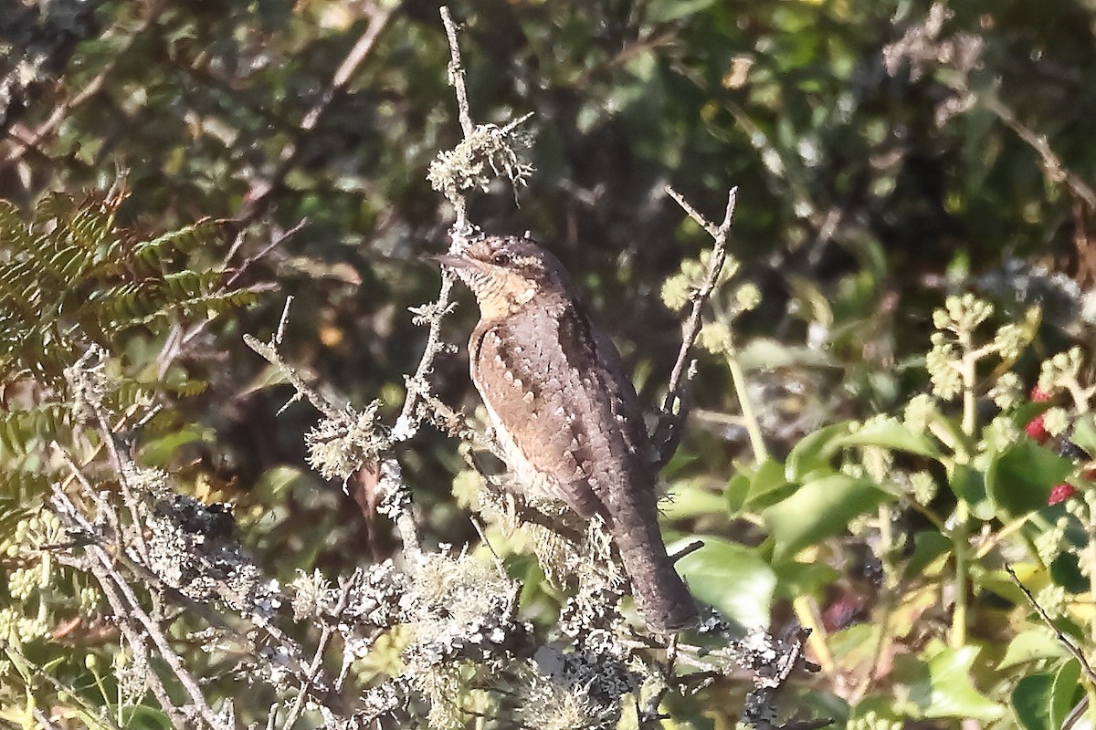 Eurasian Wryneck - ML608640270