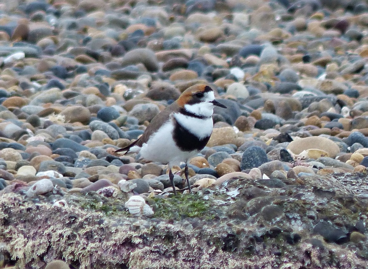 Two-banded Plover - ML608640271