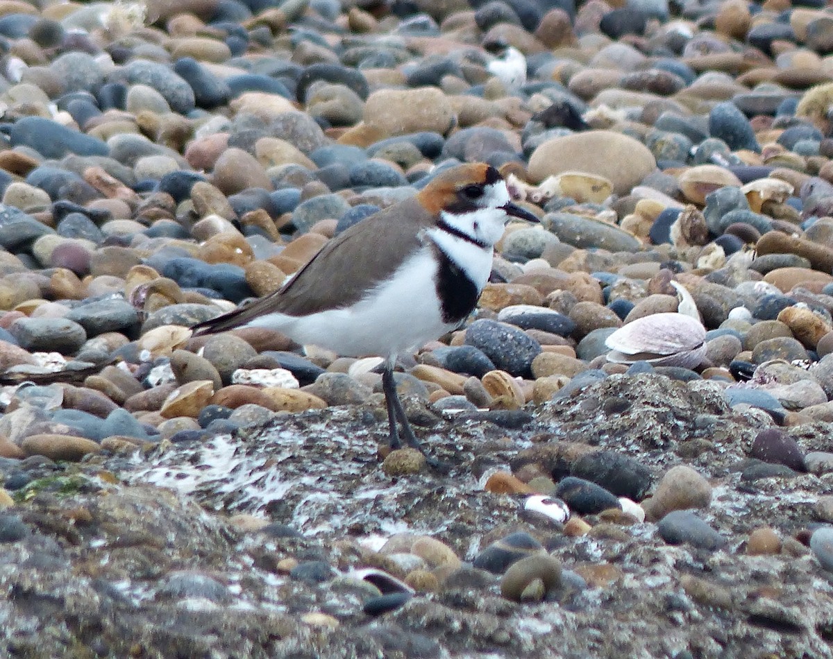 Two-banded Plover - ML608640272