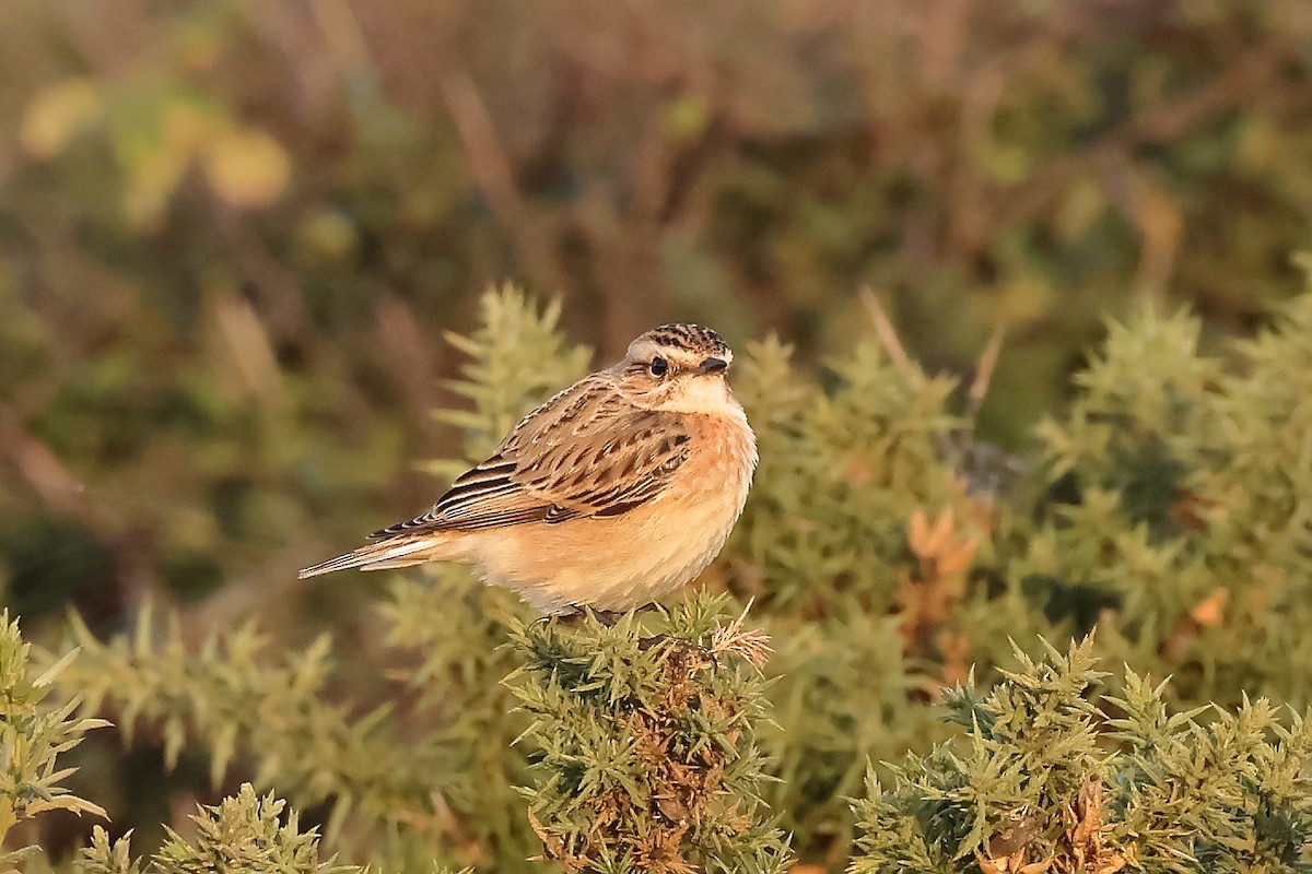 Whinchat - ML608640273
