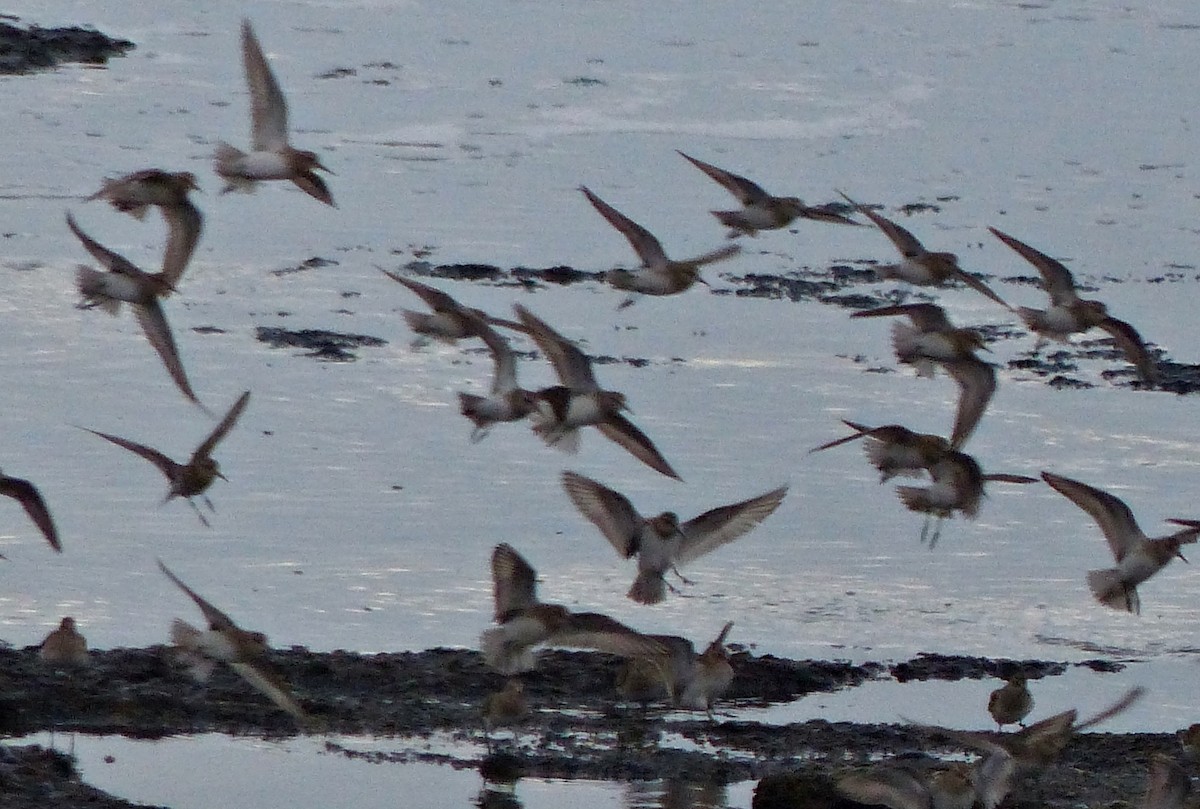 White-rumped Sandpiper - Carlos Schmidtutz