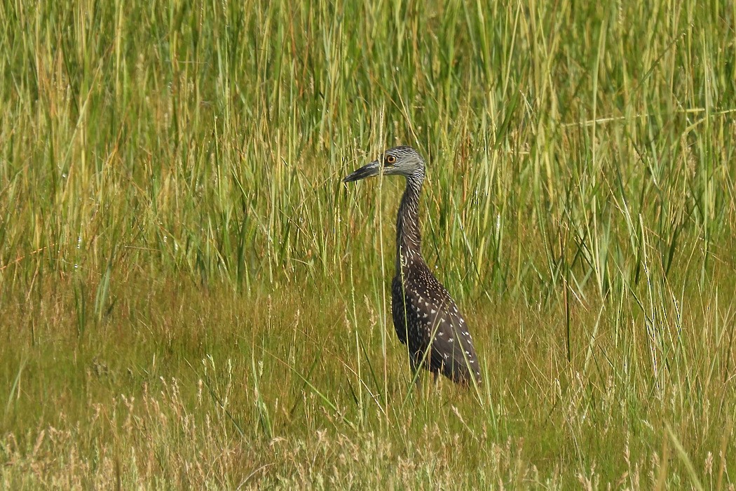 Yellow-crowned Night Heron - ML608640285