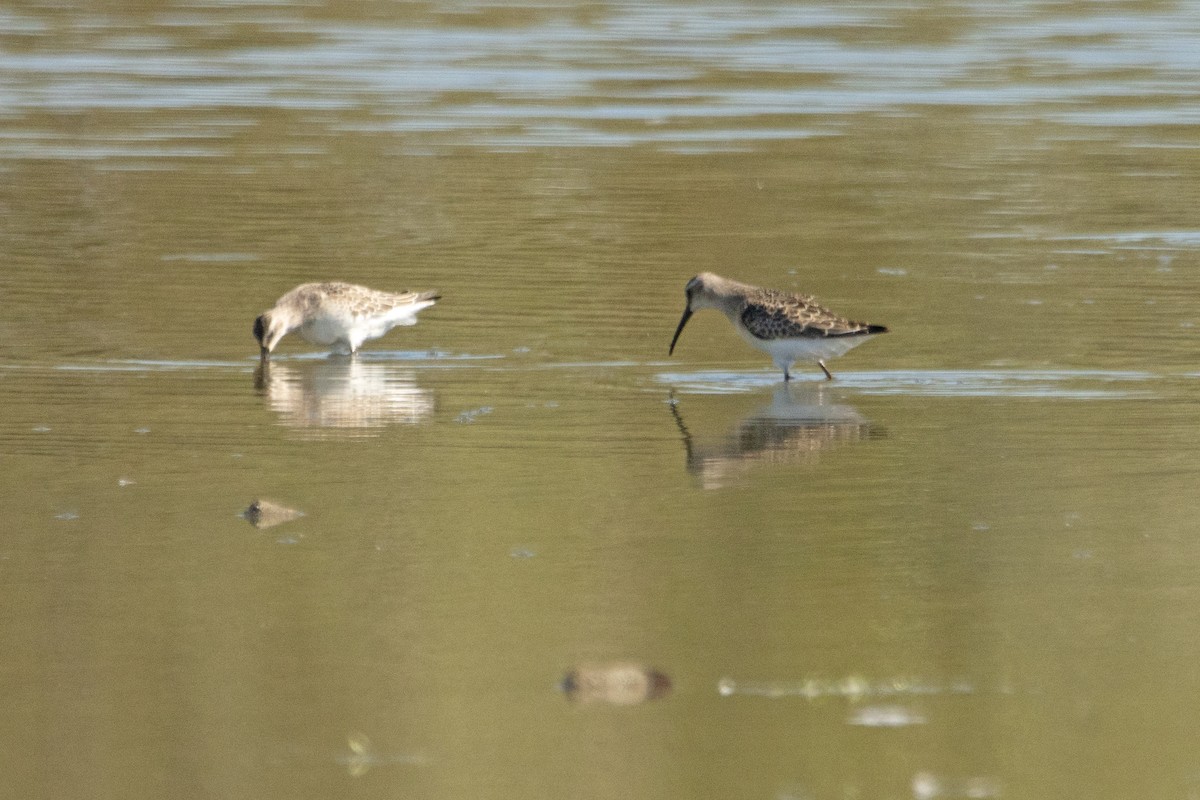 Curlew Sandpiper - ML608640372