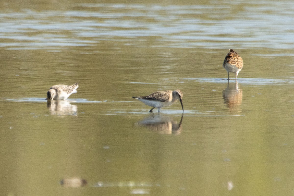 Curlew Sandpiper - ML608640373