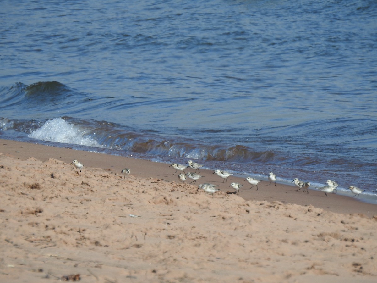 Bécasseau sanderling - ML608640399